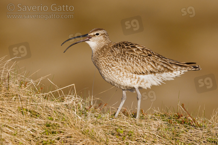 Eurasian Whimbrel, side view of an adult standing on the ground