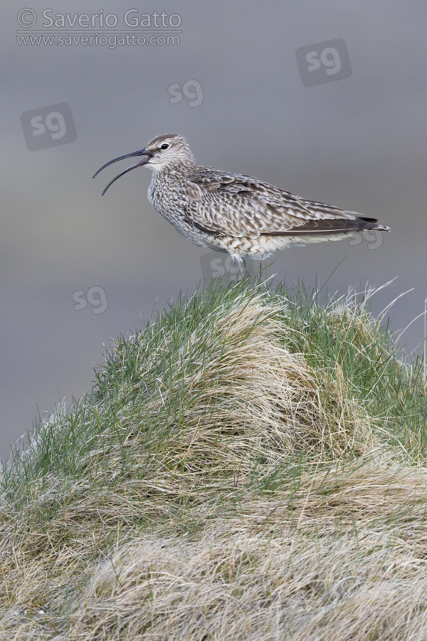 Eurasian Whimbrel, side view of an adult standing on the ground