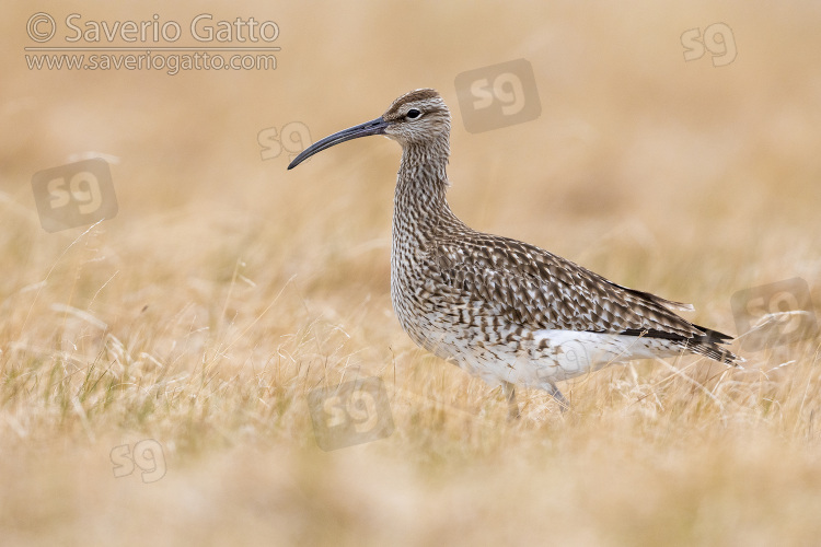 Eurasian Whimbrel, side view of an adult standing on the ground