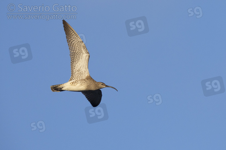 Eurasian Whimbrel, adult in flight seen from below