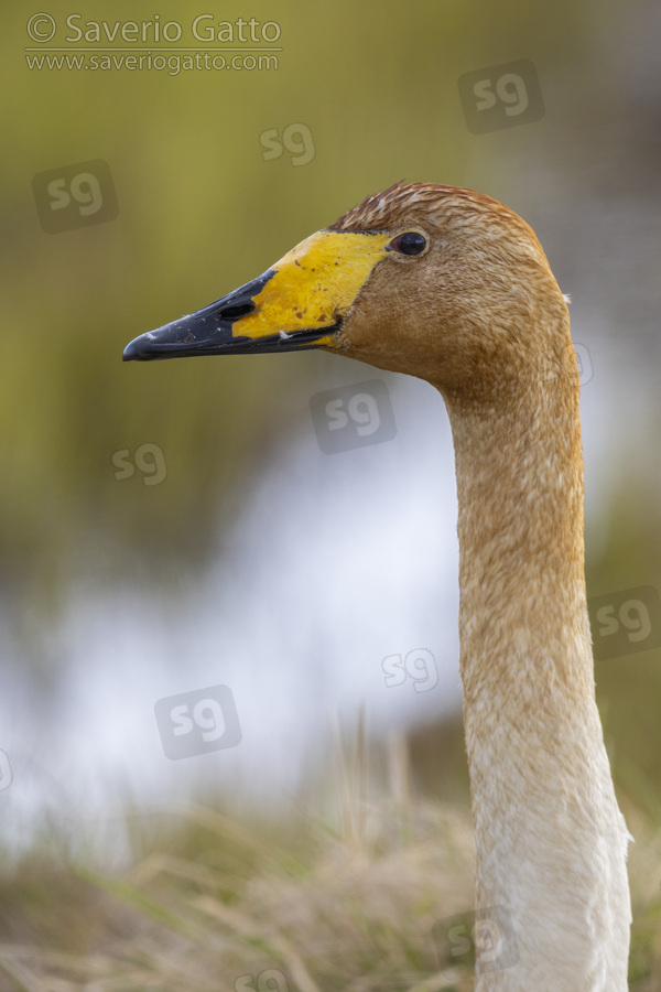 Cigno selvatico, primo piano di un adulto