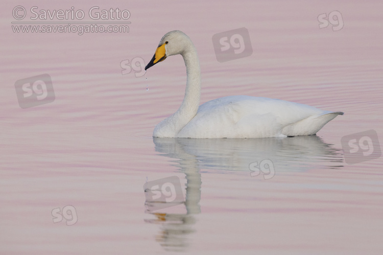 Whooper Swan, adult swimming in the water