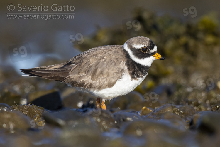 Ringed Plover, side view of an adult standing on the ground