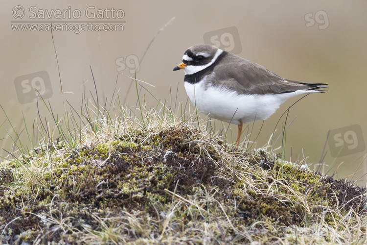 Ringed Plover, side view of an adult standing on the ground
