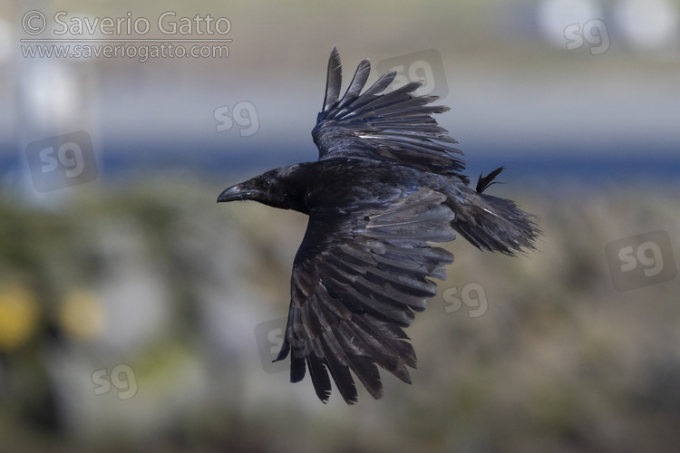 Common Raven, side view of an adult in flight