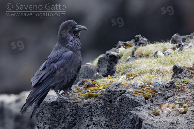 Common Raven, side view of an adult standing on a basalt rock