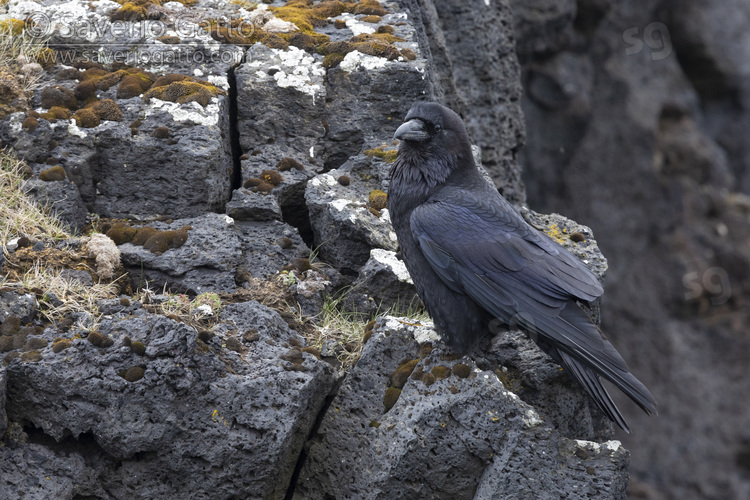 Common Raven, side view of an adult standing on a basalt rock