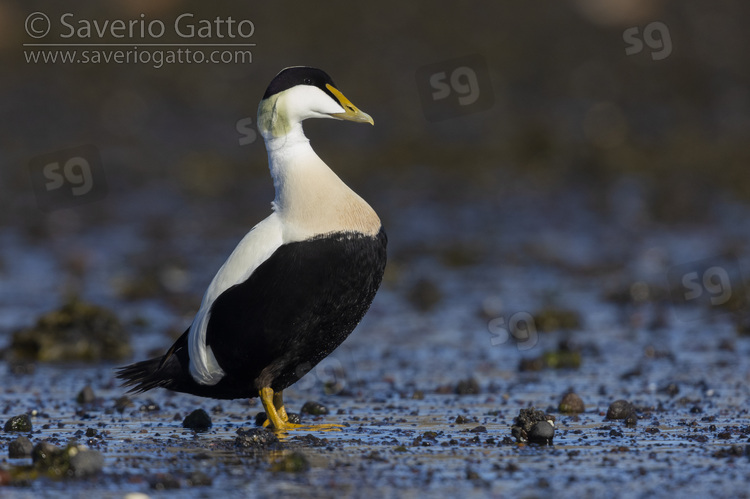 Common Eider, side view of an adult male standing on the ground