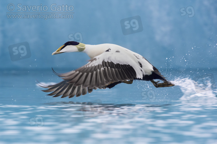 Common Eider, side view of an adult male in flight