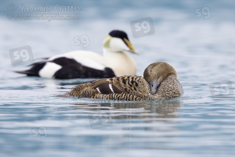 Common Eider, side view of a couple swimming in the water