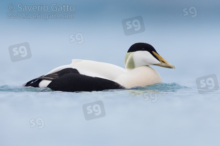 Common Eider, side view of an adult male swimming