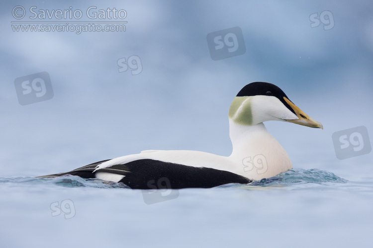 Common Eider, side view of an adult male swimming