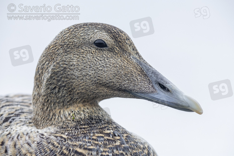 Common Eider, adult female close-up