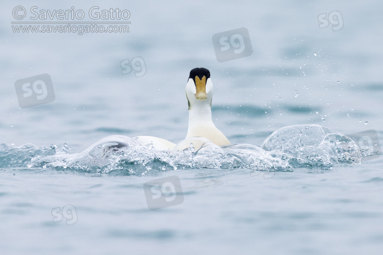 Common Eider, front view of an adult male landing in the water