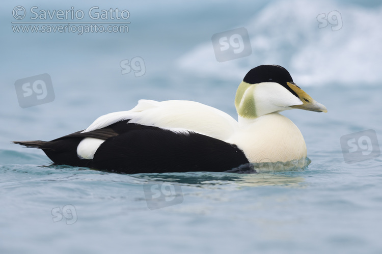 Common Eider, side view of an adult male swimming