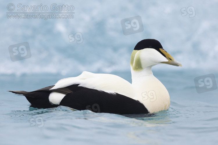 Common Eider, side view of an adult male swimming