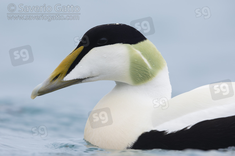 Common Eider, adult male close-up