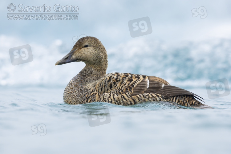 Common Eider, side view of an adult female swimming in the water