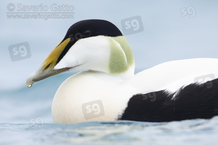 Common Eider, adult male close-up