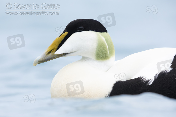 Common Eider, adult male close-up