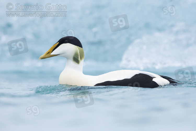 Common Eider, side view of an adult male swimming
