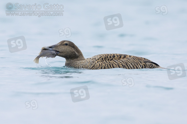 Common Eider, side view of an adult female feeding on a sole