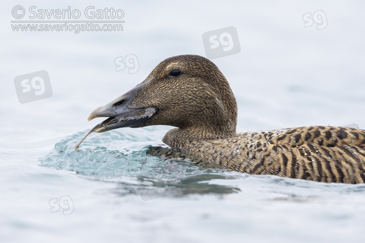 Common Eider, close-up of an adult female feeding on a sole