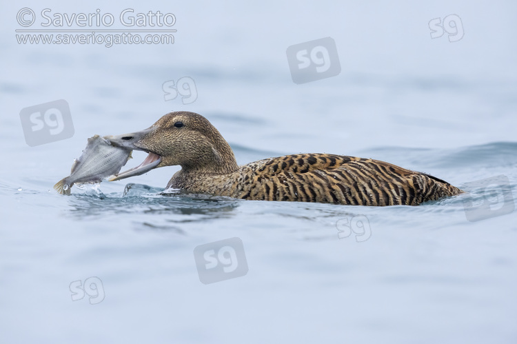 Common Eider