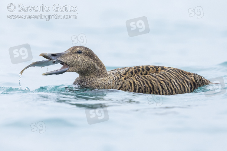 Common Eider, side view of an adult female feeding on a sole