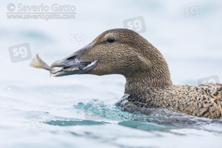 Common Eider, close-up of an adult female feeding on a sole