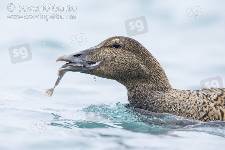 Common Eider, close-up of an adult female feeding on a sole