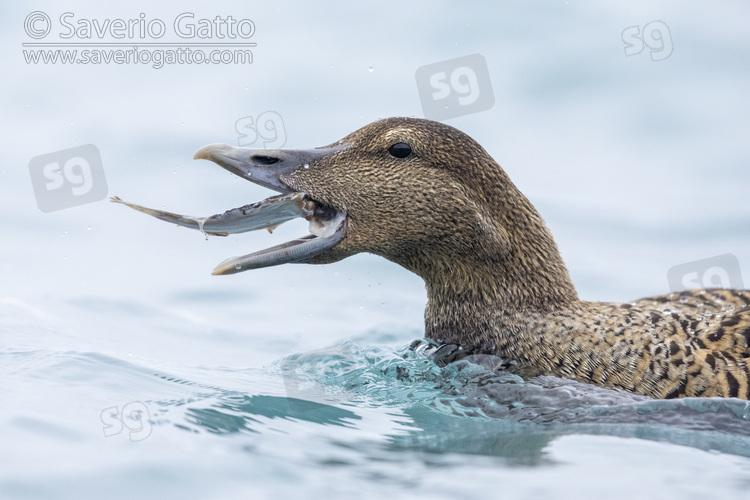 Common Eider, close-up of an adult female feeding on a sole