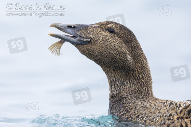 Common Eider