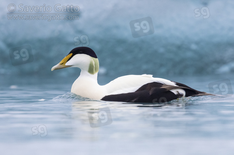 Common Eider, side view of an adult male swimming