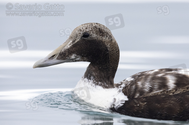 Common Eider, immature male close-up