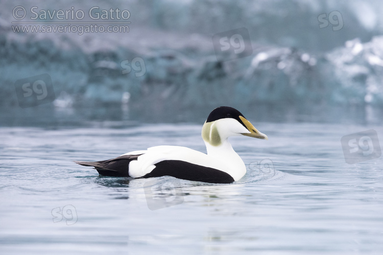 Common Eider, side view of an adult male swimming