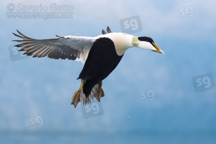 Common Eider, side view of an adult male in flight