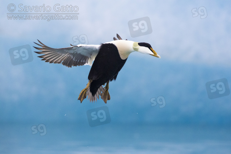 Common Eider, side view of an adult male in flight