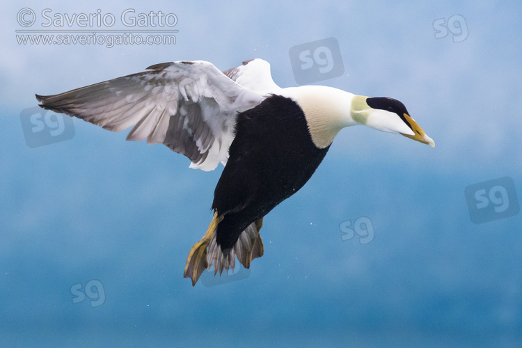 Common Eider, side view of an adult male in flight