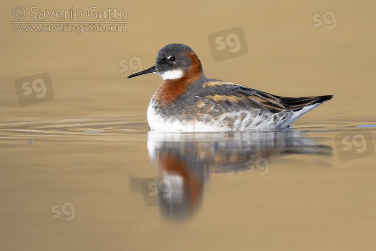 Red-necked Phalarope, side view of an adult female swimming
