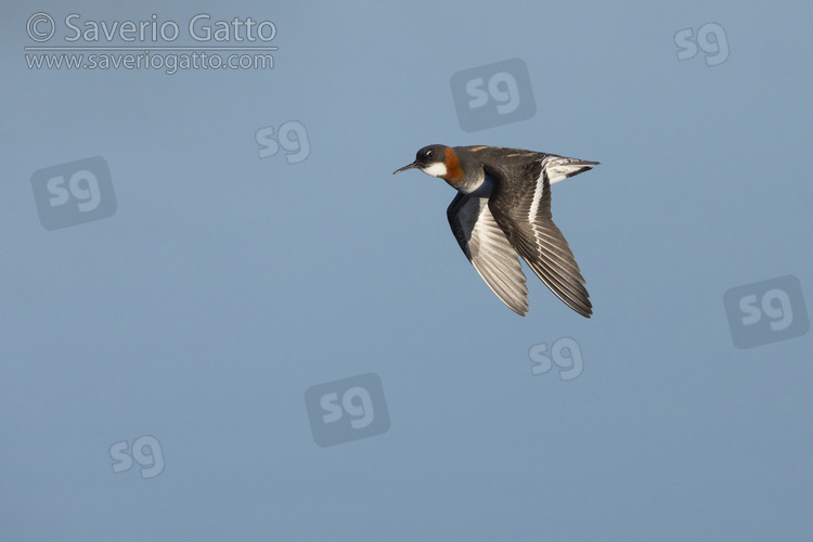 Falaropo beccosottile, femmina adulta in volo