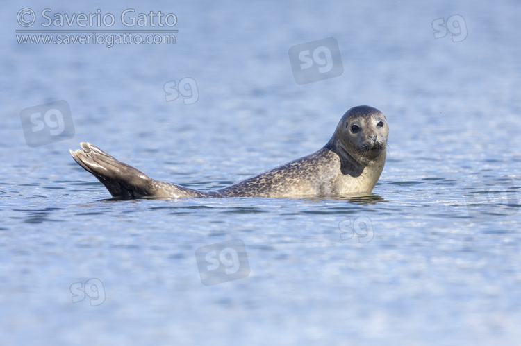 Foca comune, adulto a riposo