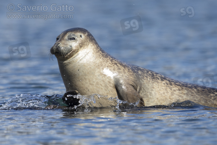 Foca comune, adulto a riposo