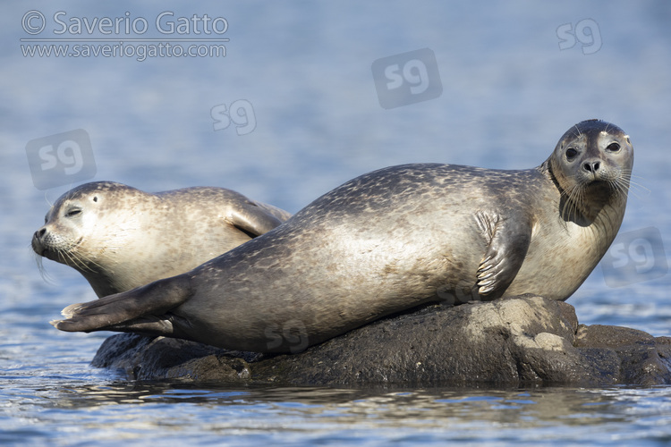 Harbour Seal, adults resting on a rock