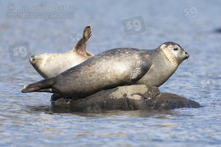 Foca comune, adulti a riposo su una roccia