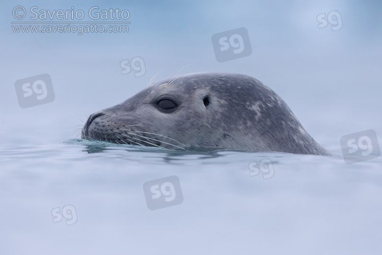 Harbour Seal, close-up of an adult
