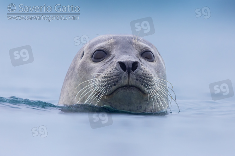 Harbour Seal, close-up of an adult