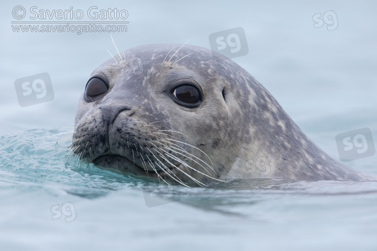 Harbour Seal, close-up of an adult