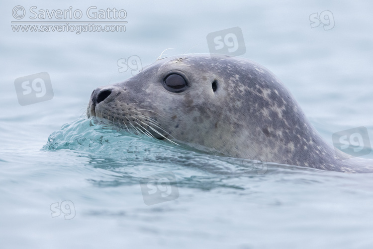 Harbour Seal, close-up of an adult