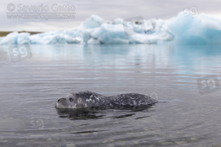 Harbour Seal, pup in the shallow water with icebergs in the background